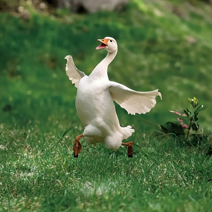 A lovely goose